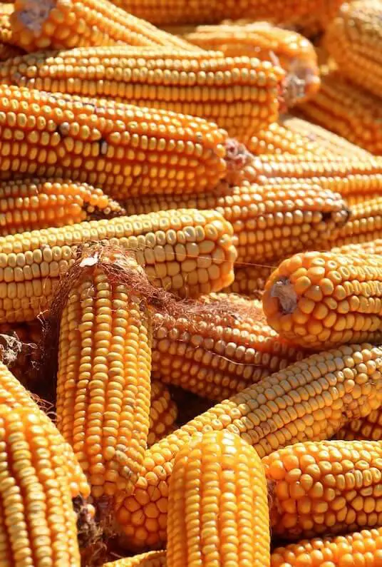 Is Corn Low FODMAP? Everything You Need To Know Yummyble